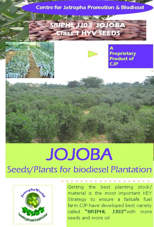 jojoba seeds jojoba seeds