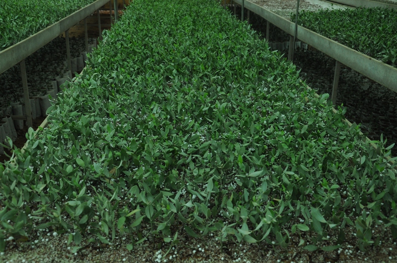 Cjp_Jojoba_JO03Rc ™ Rooted Cutting sapling Cjp_Jojoba_JO03Rc ™ Rooted Cutting sapling
