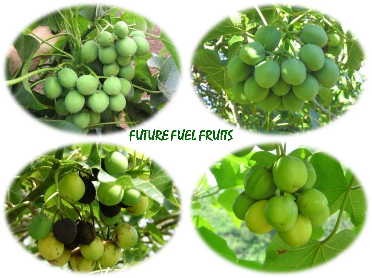 FUTUREFUELFRUITS