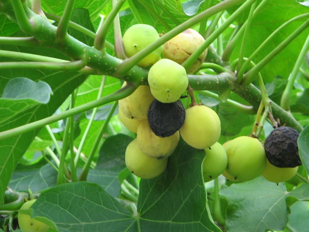 Fruits ready for harvesting