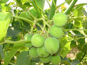 Jatropha at fruiting stage