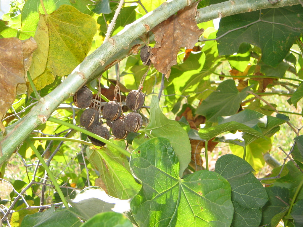 Jatropha dried fruits