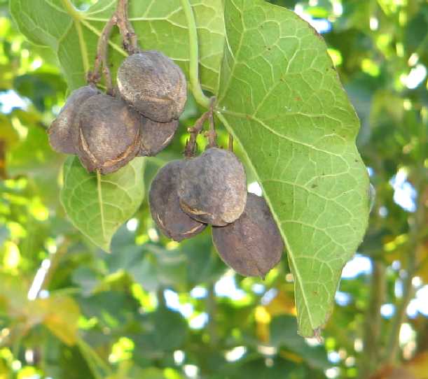 jatropha matured fruits