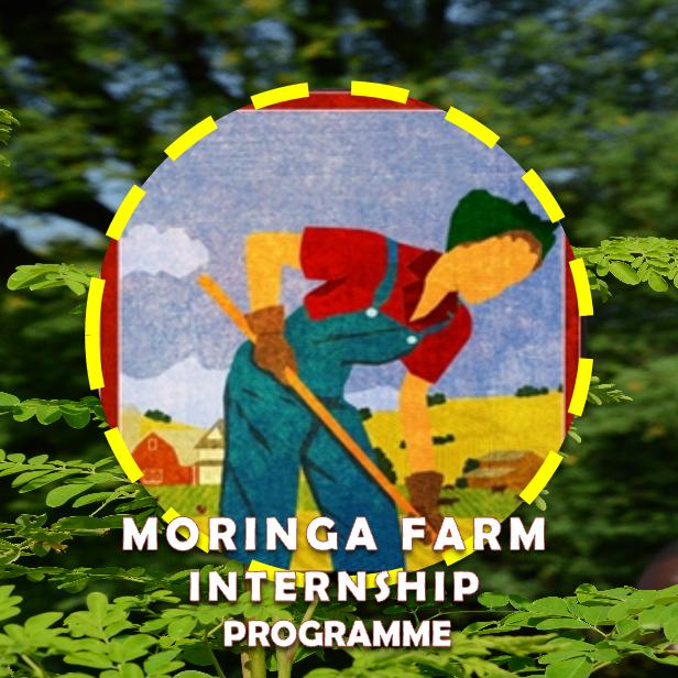 moringa farm internship programme moringa farm internship programme