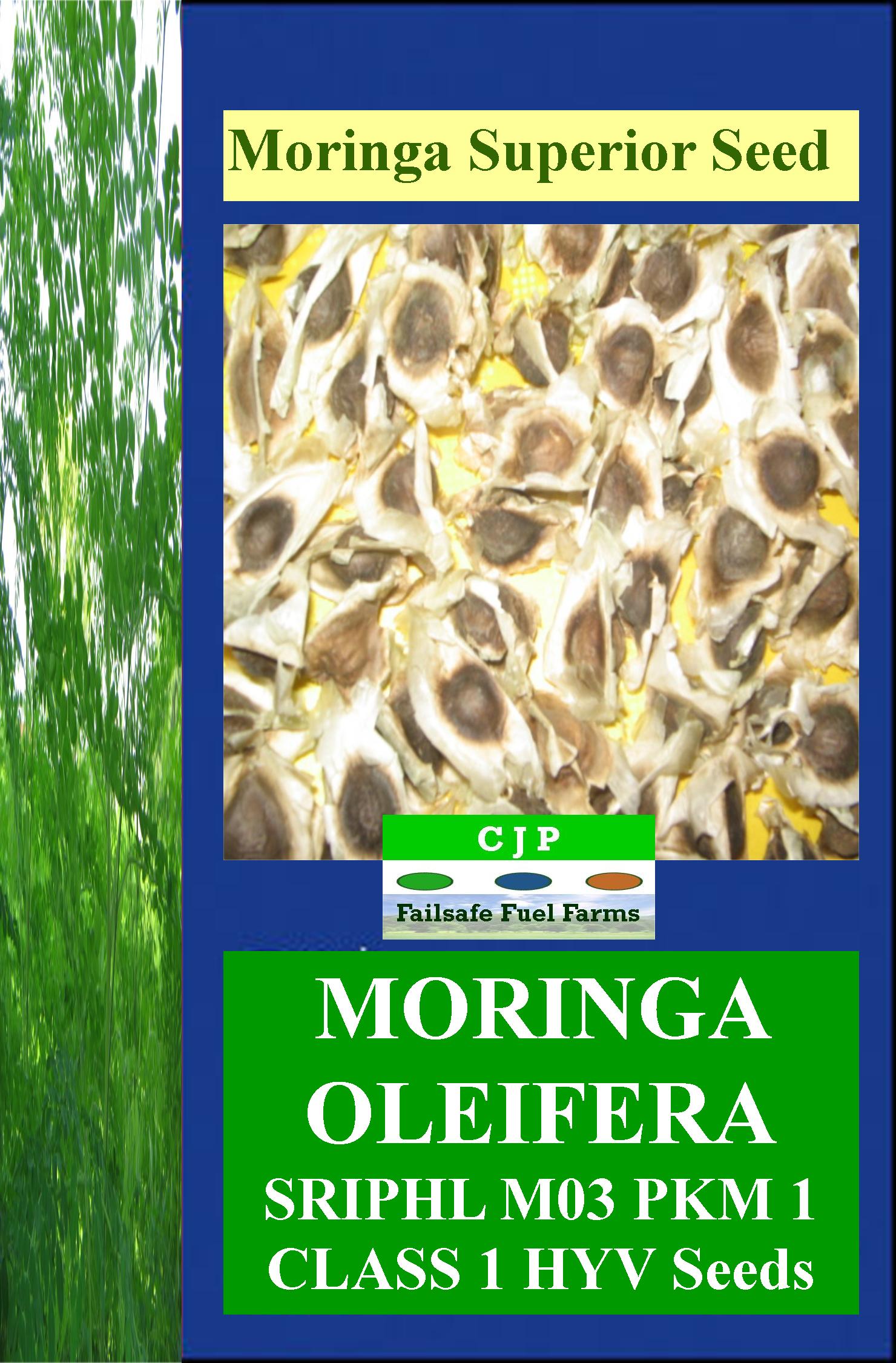 PKM 1 moringa seed