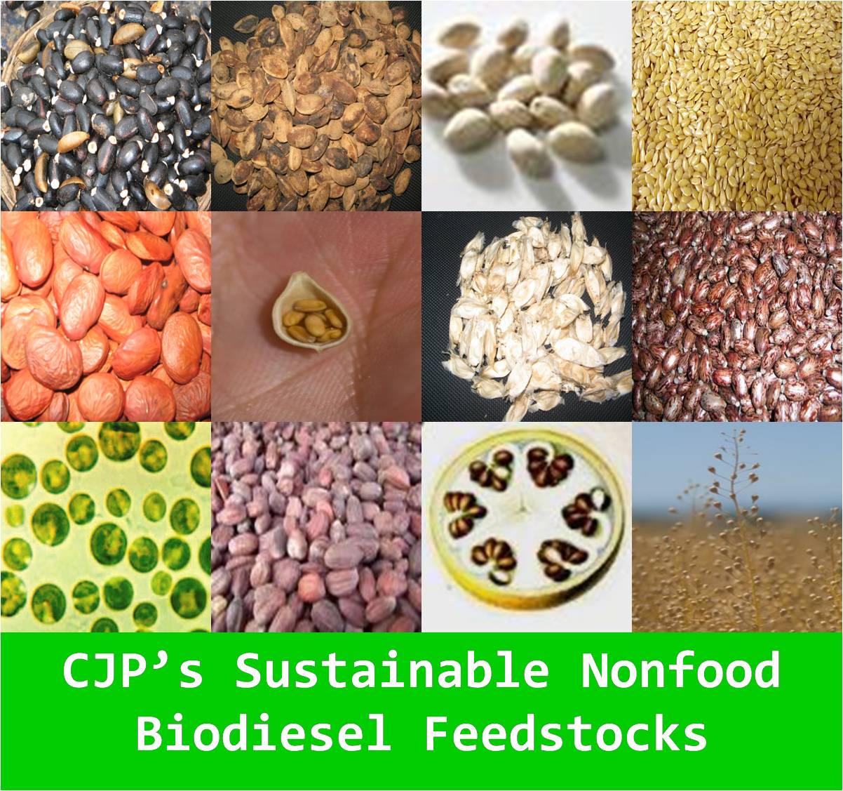 NONFOOD BIODIESEL CROP SEEDS