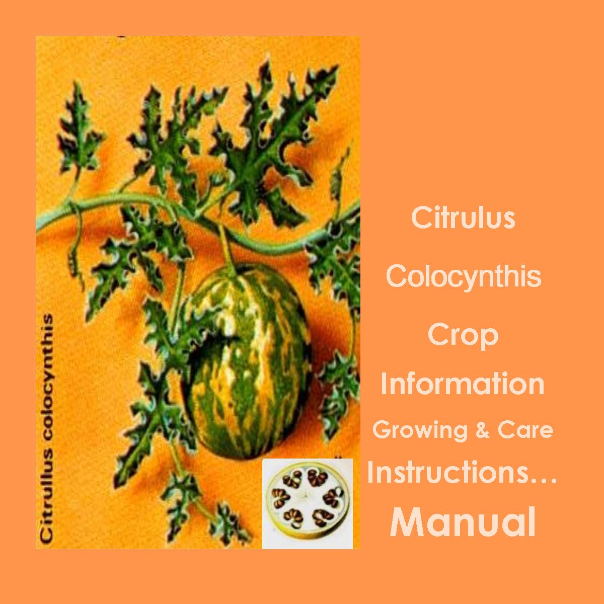 Citrullus Colocynthis Guide 