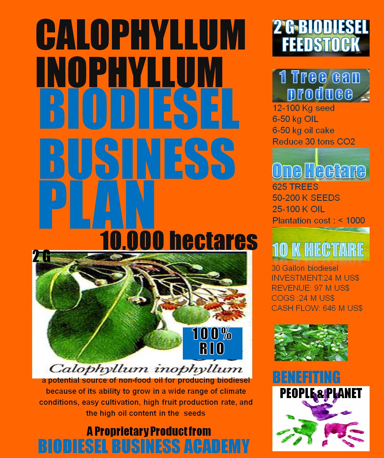 Calophyllum inophyllum Biodiesel business