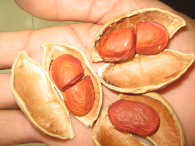 cjpPongamiaSeeds