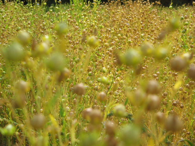FLAX AT HARVEST CJP