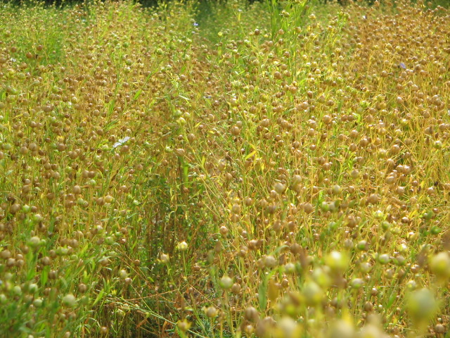 READY TO HARVEST FLAXFIELD