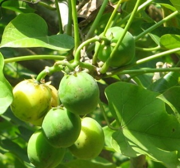 jatropha