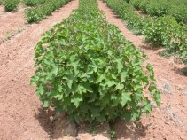 Jatropha Row Plantation