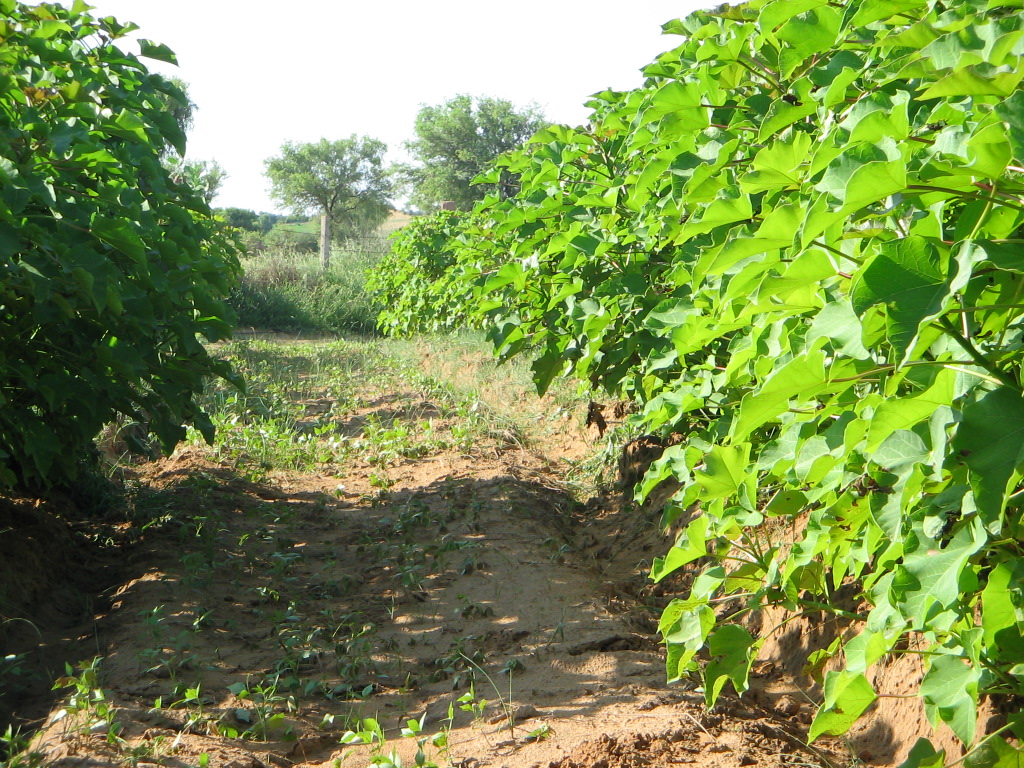 Intercropping Vegetables