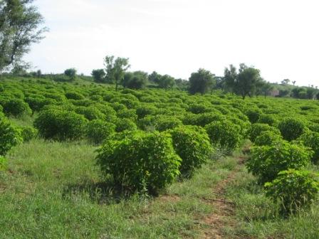 jatrophaplantation200ha