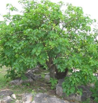 jatrophatree-fulloffruits