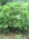 jatrophatree