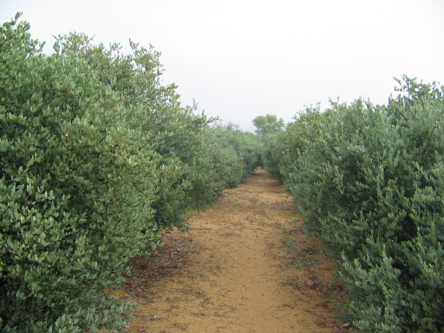 FAILSAFE JOJOBA FARM CJP