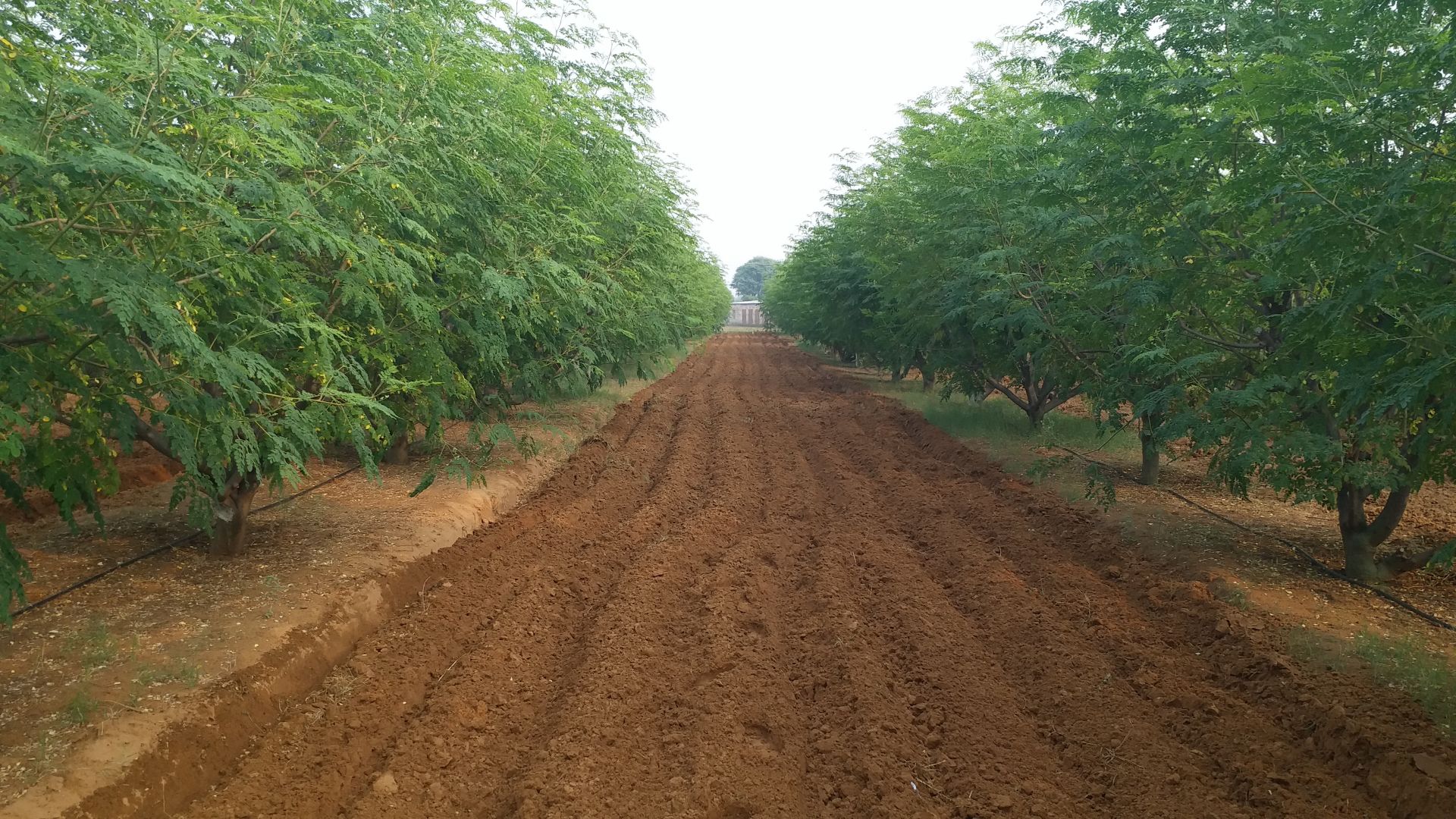 dp's MOMAX3 Moringa farm