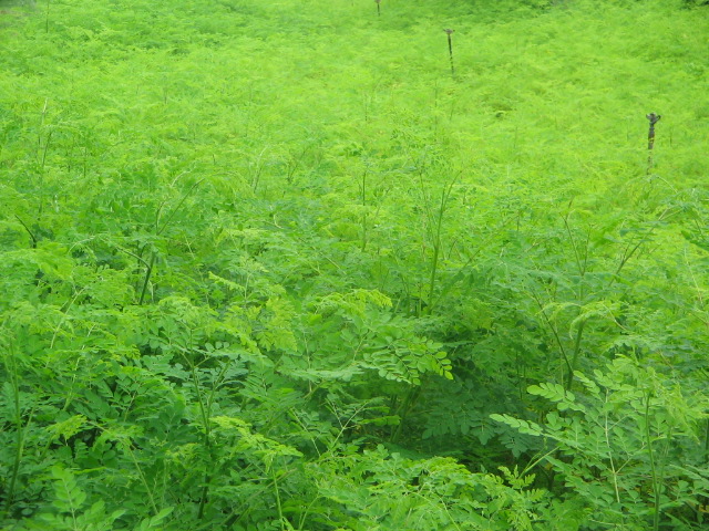 moringajuly2013_084