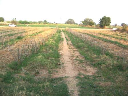 pruning