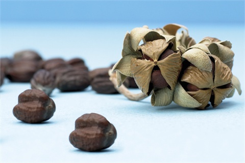 farm fresh JOJOBA seeds farm fresh JOJOBA seeds