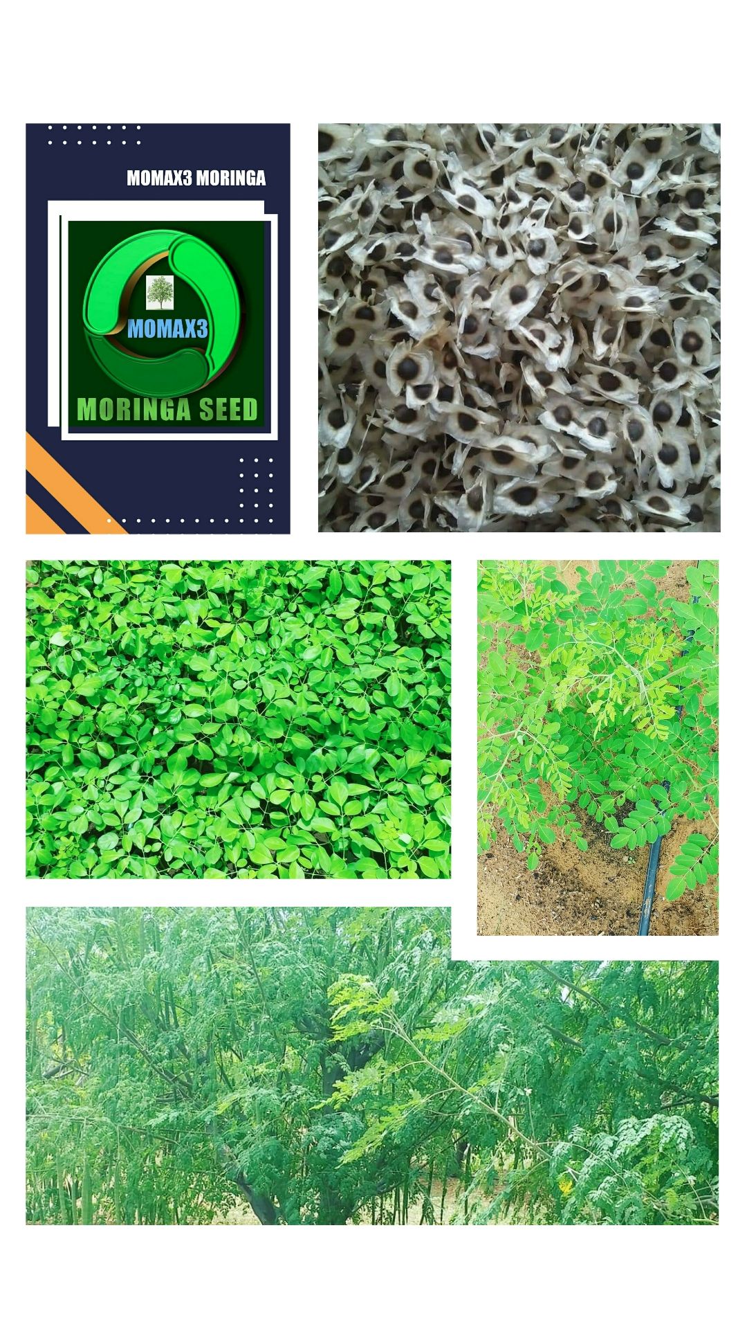 story_1565418973894 MOMAX3 Moringa from seed to success